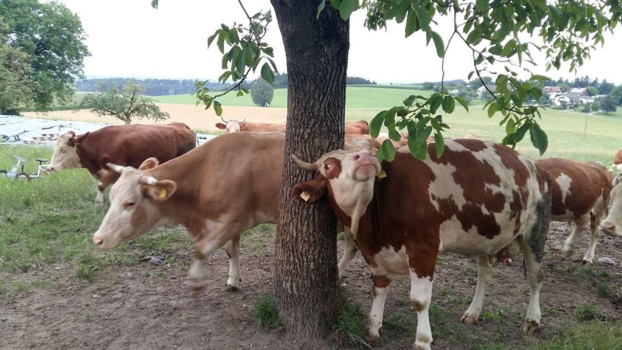 Bio Kinder Erlebnis Bauernhof Voit Sochtenau Exterior photo